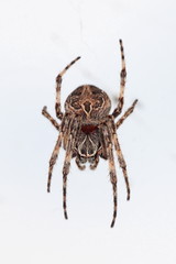 Larinioides sclopetarius