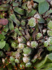 Mannia fragrans