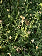 Tridax procumbens