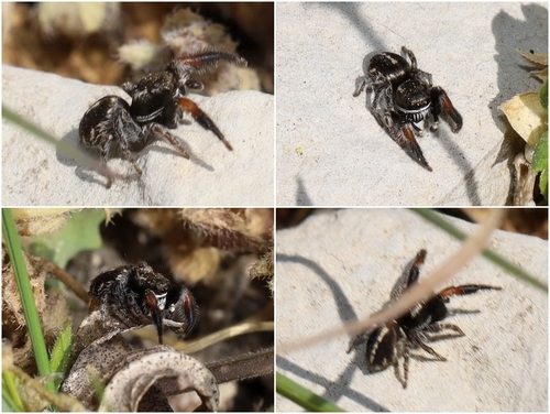 Pellenes brevis