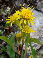 Solidago
