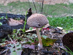 Coprinellus domesticus