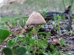 Coprinellus domesticus