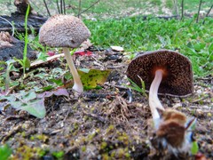 Coprinellus domesticus