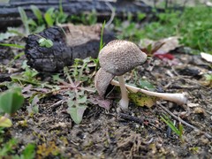 Coprinellus domesticus