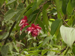 Cavendishia tarapotana