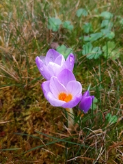 Crocus atticus