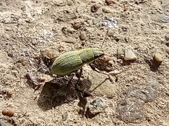 Pantomorus viridisquamosus