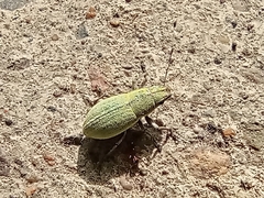 Pantomorus viridisquamosus