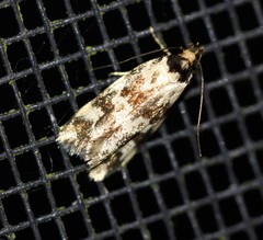 Barea eucapnodes