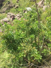 Polemannia montana