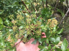 Polemannia montana