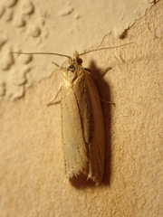 Clepsis leucaniana