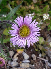 Erigeron neglectus