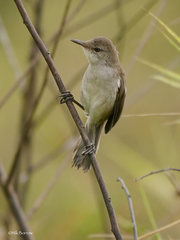 Acrocephalus gracilirostris leptorhynchus