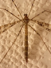 Austrolimnophila argus