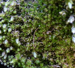 Bryophyta