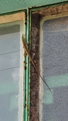 Anolis porcatus