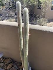 Cleistocactus