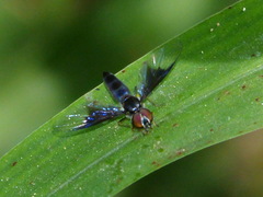 Ocyptamus dimidiatus