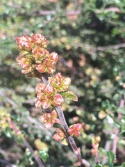 Ceanothus foliosus foliosus