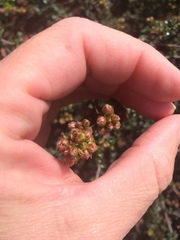 Ceanothus foliosus foliosus