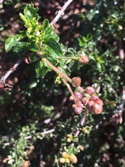 Ceanothus foliosus foliosus