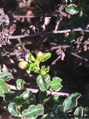 Ceanothus foliosus foliosus