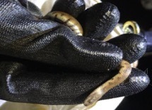 Leptodeira ashmeadii