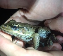 Lithobates palmipes