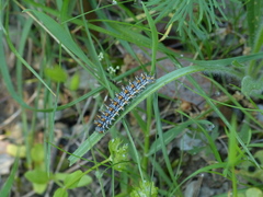 Melitaea didyma