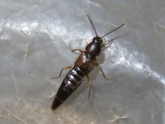 Oxypoda acuminata