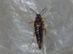 Oxypoda acuminata