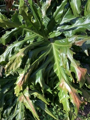 Thaumatophyllum bipinnatifidum
