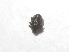 Ceutorhynchus contractus