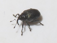 Ceutorhynchus contractus