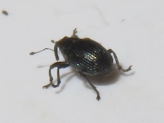 Ceutorhynchus contractus