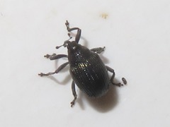 Ceutorhynchus contractus