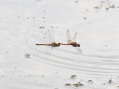 Sympetrum striolatum