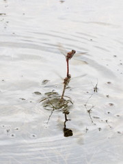 Sympetrum striolatum
