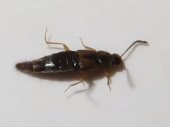 Oxypoda acuminata