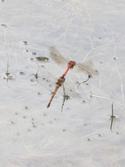 Sympetrum striolatum