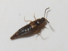 Oxypoda acuminata