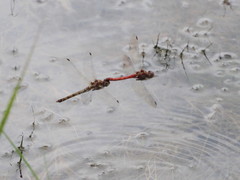 Sympetrum striolatum