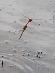 Sympetrum striolatum