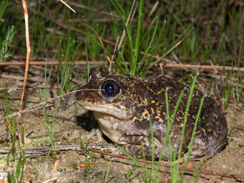 Iberian Spadefoot, Portugal, photo 8 of 10