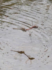 Sympetrum striolatum