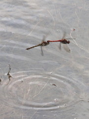 Sympetrum striolatum
