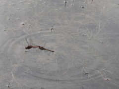 Sympetrum striolatum