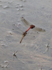 Sympetrum striolatum